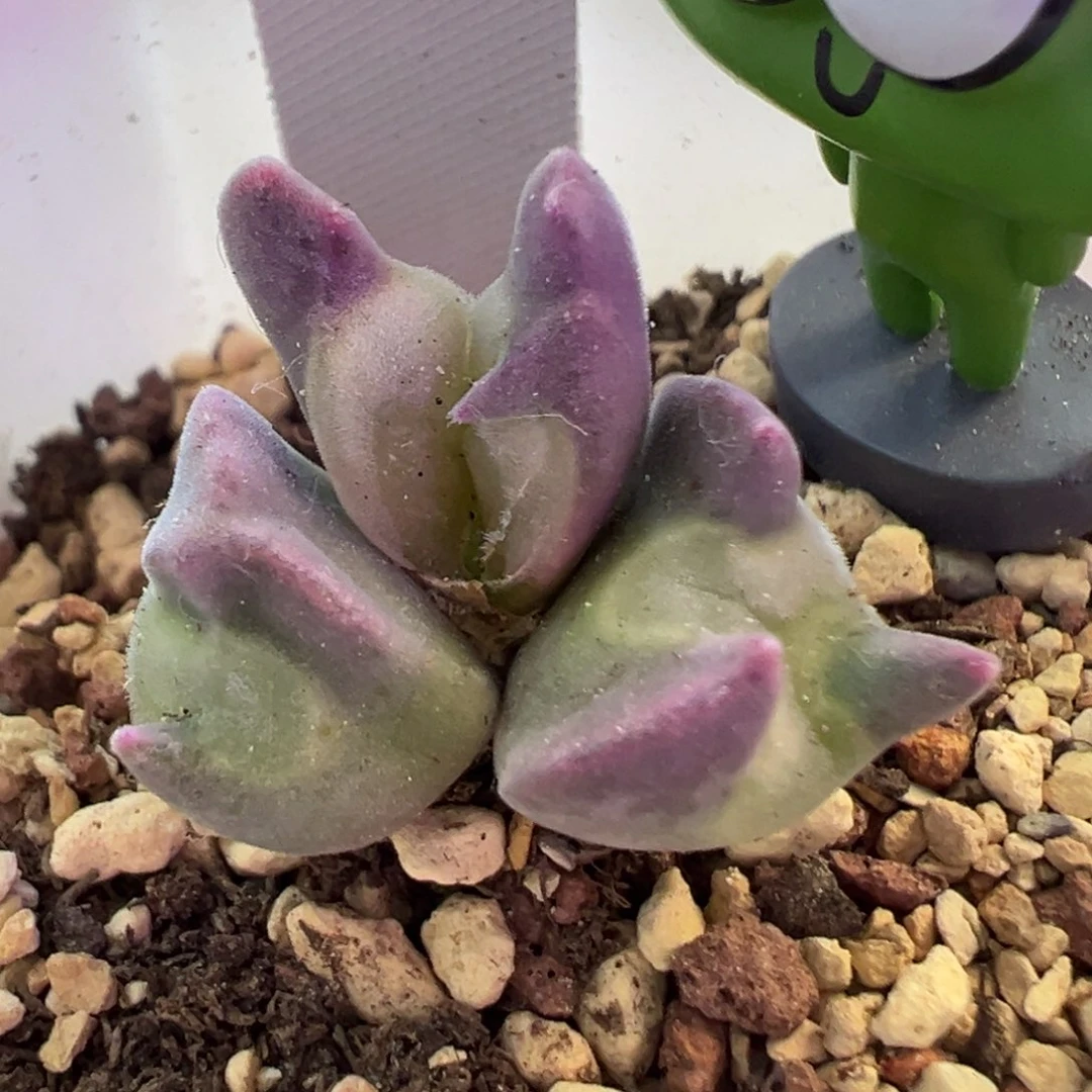 空蝉怪物 肉锥植物