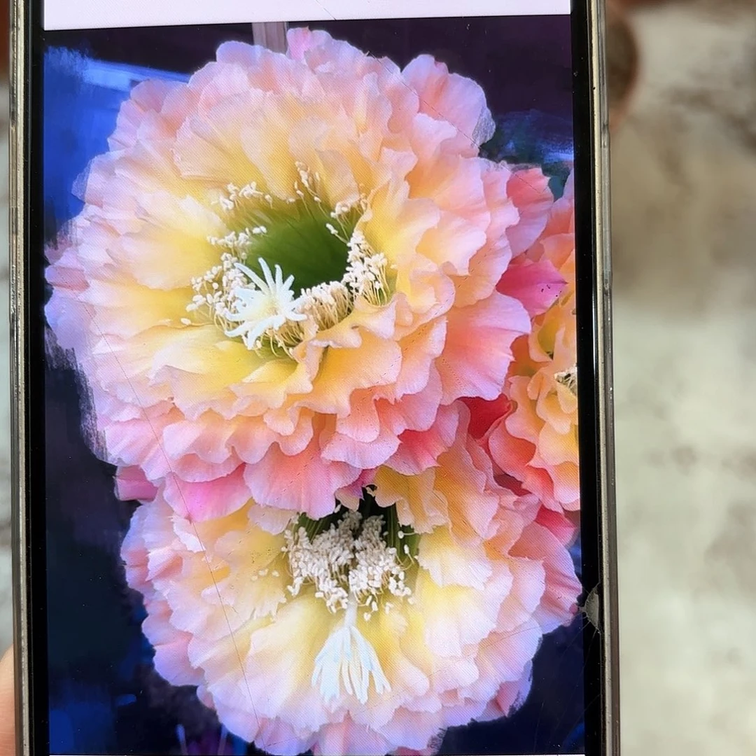 毛花柱倾城之恋4.5-5公分侧牙