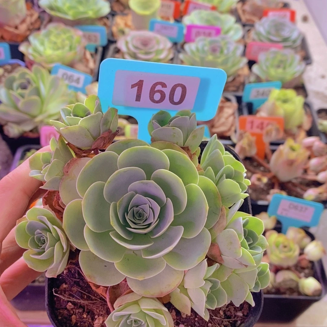 熙***猫山地玫瑰一物一拍160