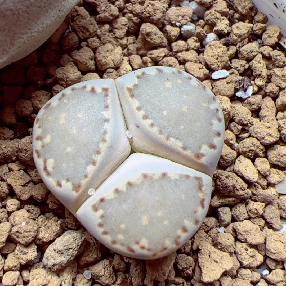 116 优秀的肉肉22