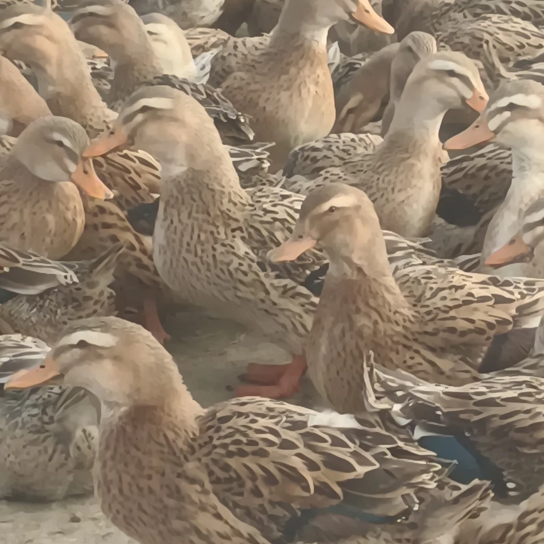 江边吃杂鱼散养鸭顺丰包邮