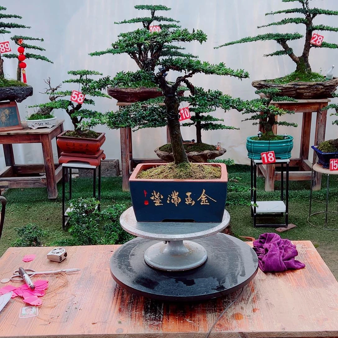 盆景小老桩红芽罗汉松