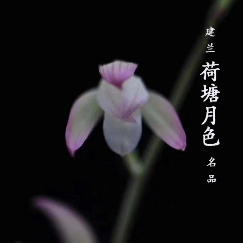 建兰名品【荷塘月色】 2苗 6月份开花终身包对版 假一赔十放心购买