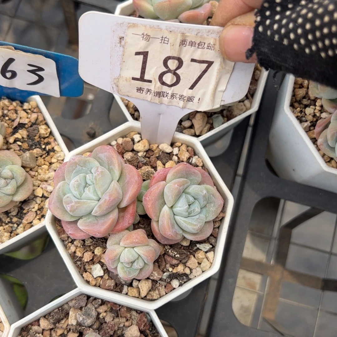 187号多肉植物冰玉