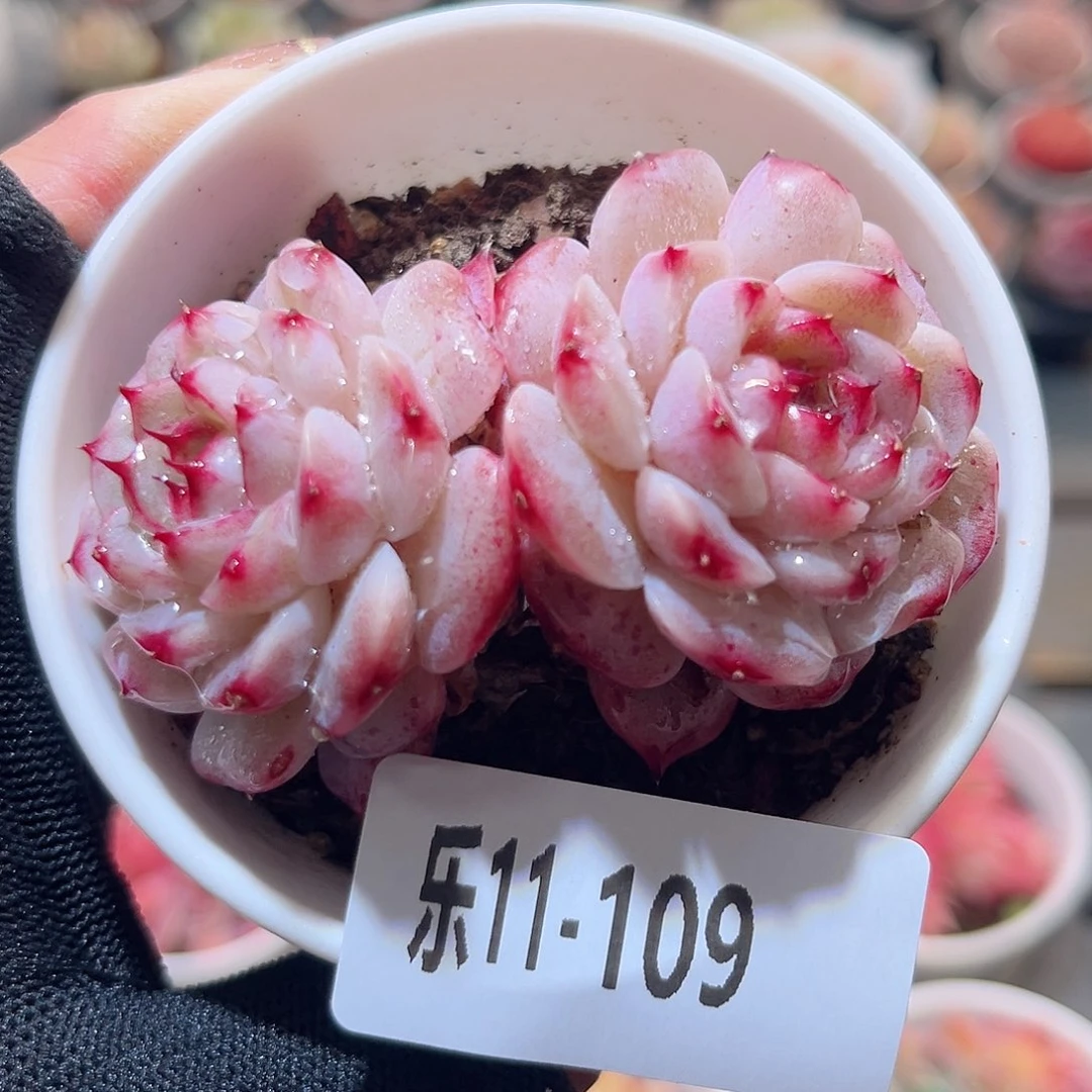 乐11-109 天鹅绒双头