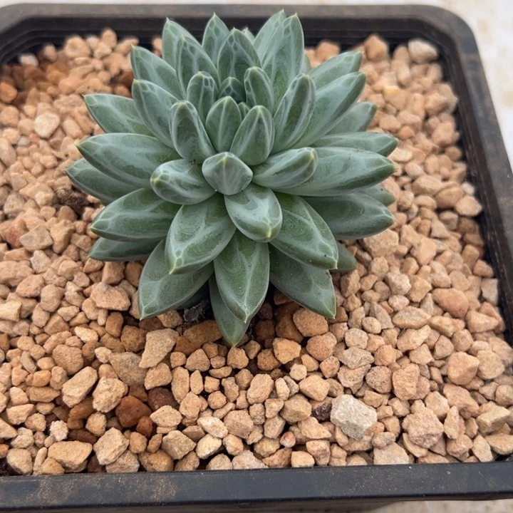 深***年深邃青花瓷一颗发货