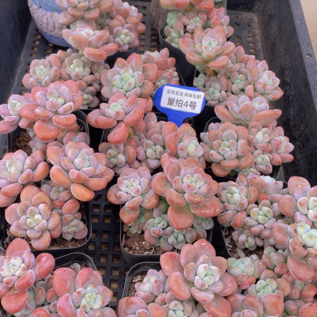 量拍4号 优选红洛神群生2个