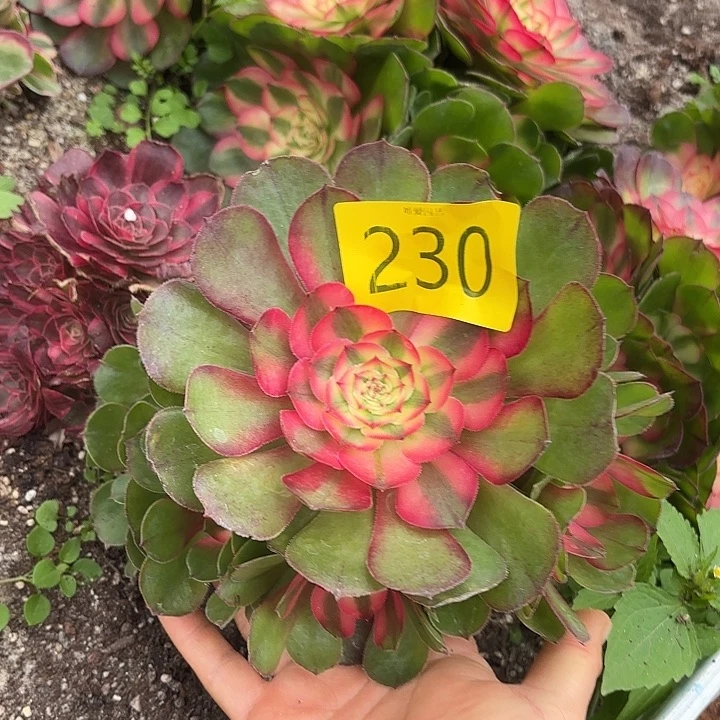 哈哈多肉植物荔枝230