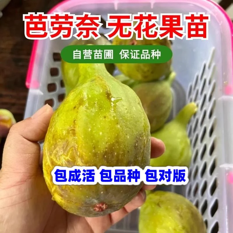 芭劳奈无花果苗特大无花果苗阳台盆栽南北方庭院地栽果树当年结果