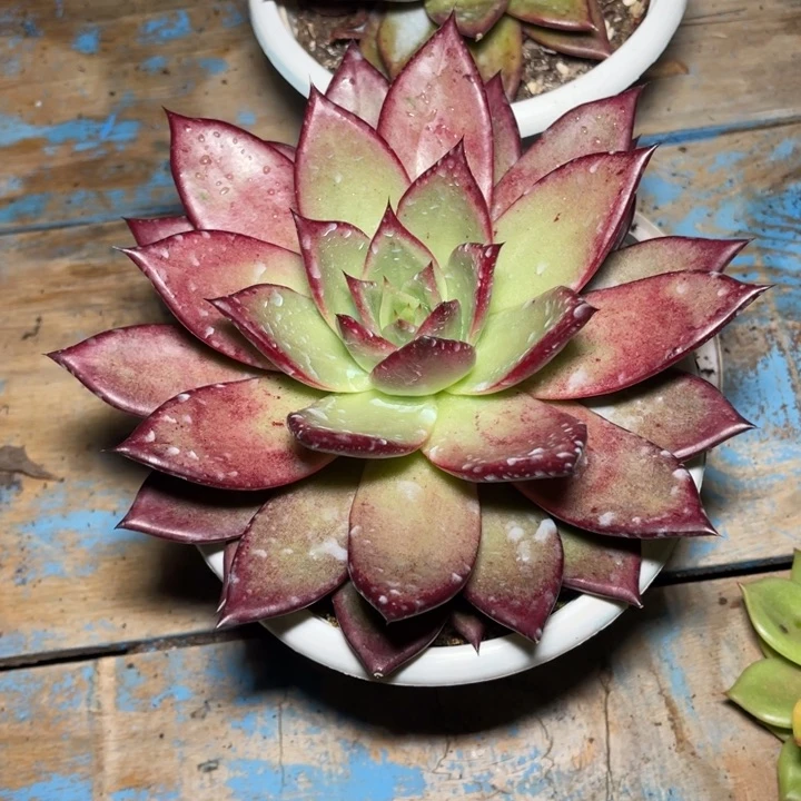 罗卡一物一拍多肉