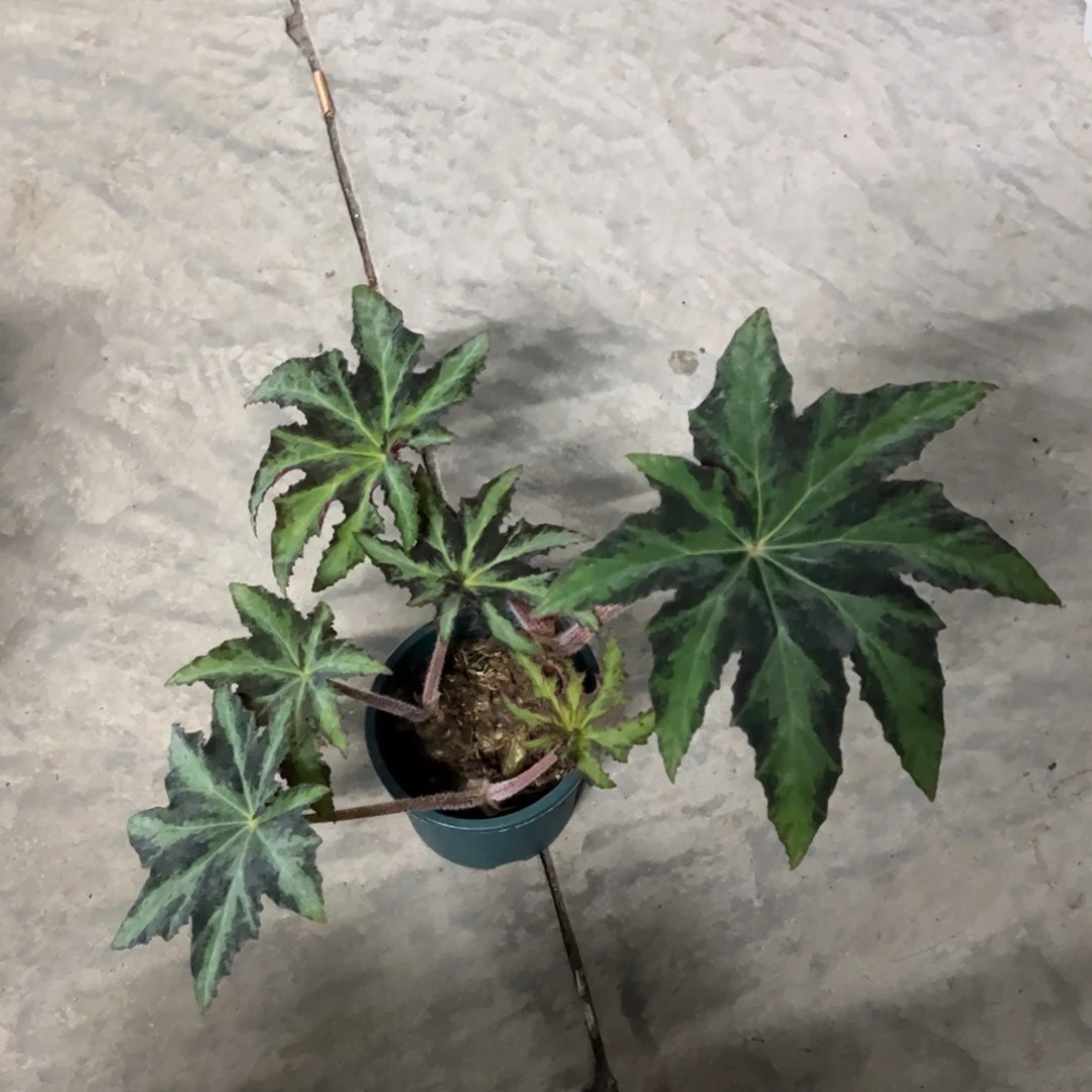 无花朵马萨卡多6456