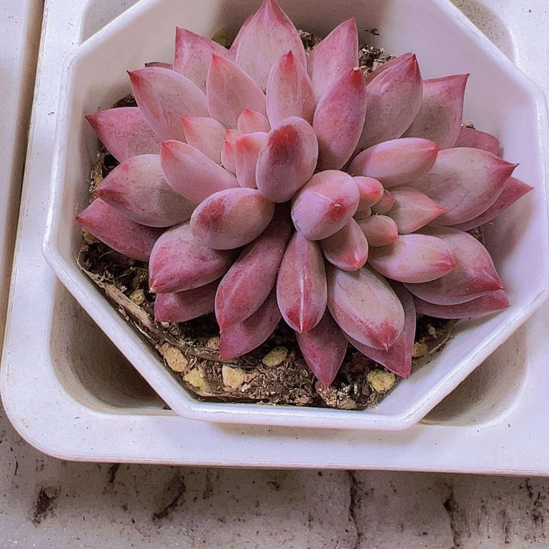 双头正版车厘子19包邮