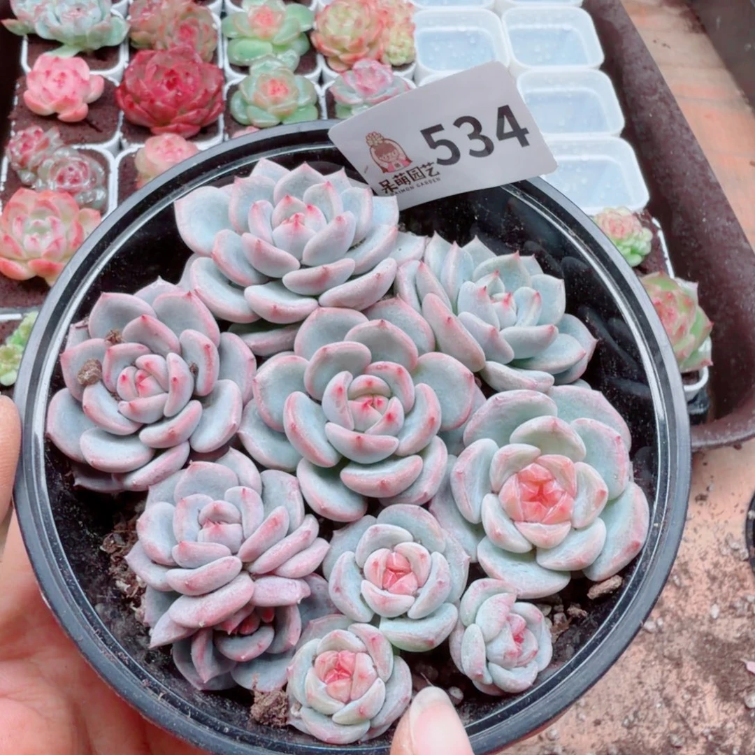 多肉植物多肉植物