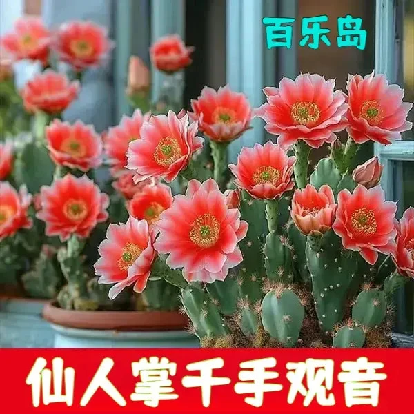 仙人掌千手观音摇钱树多肉植物盆栽室内花卉耐热耐旱易成活