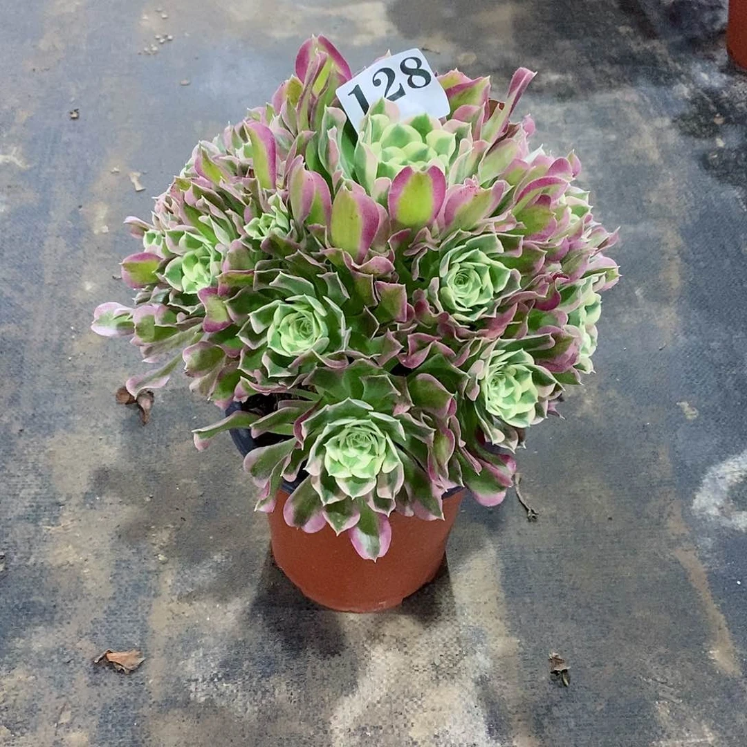 白凤128多肉法师