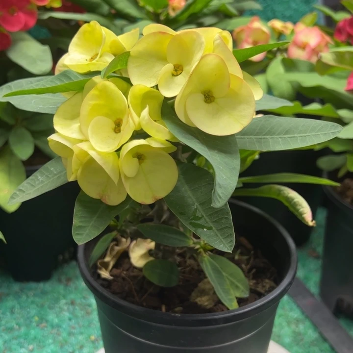 泰品扦插一物一拍