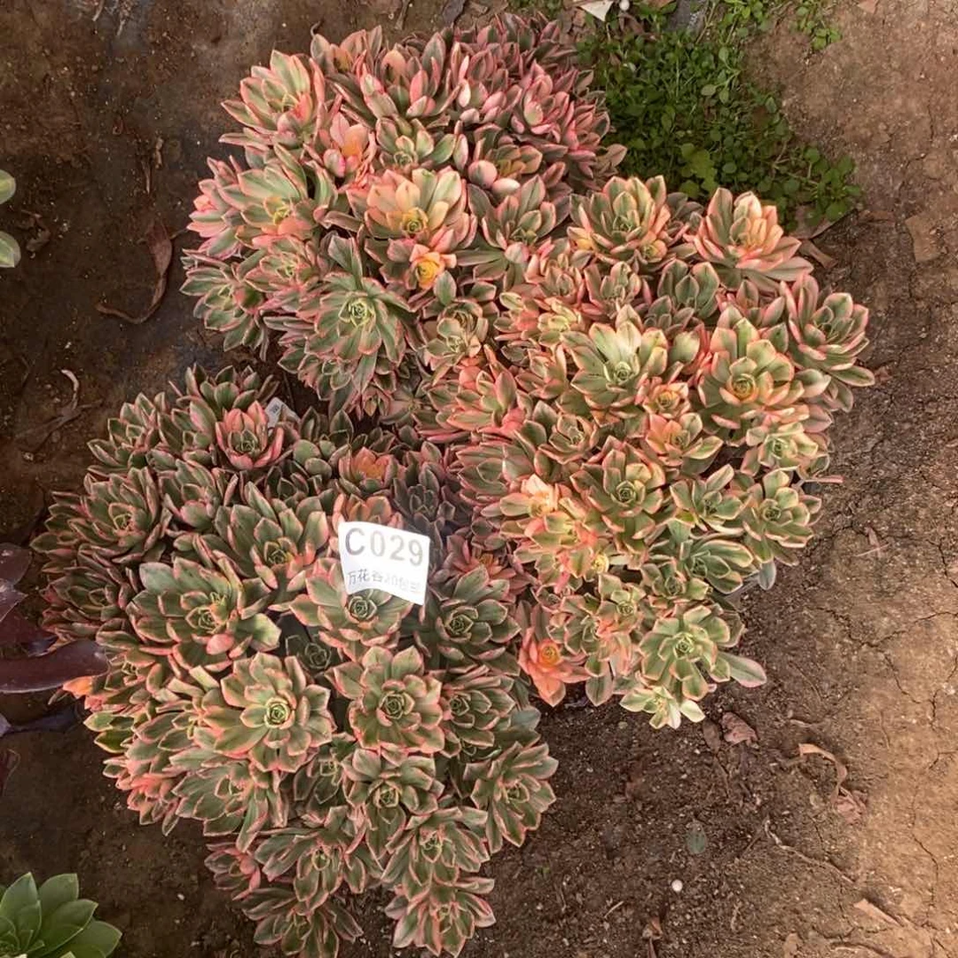 029甜茶三棵多肉植物