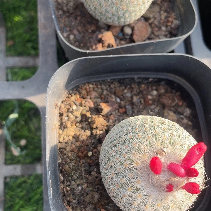 单头月世界满25包邮