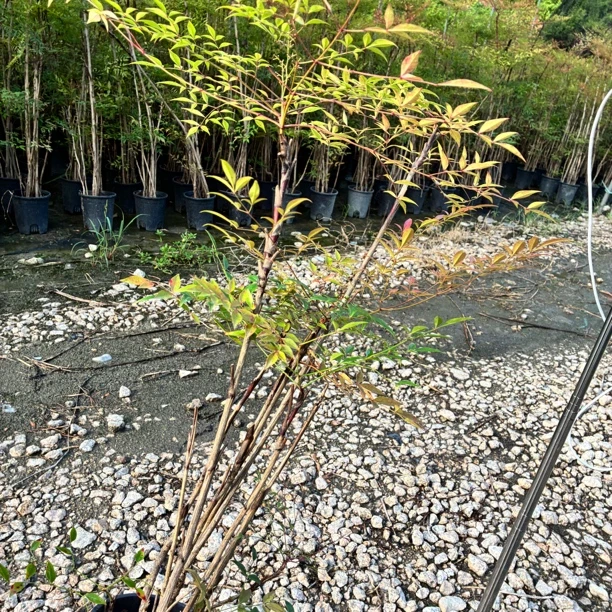 南天竹/发货高度80cm以上/带盆带土