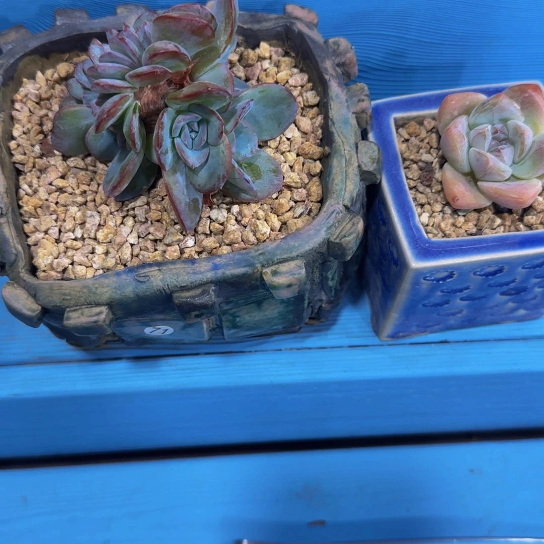 文***店布鲁蓝多肉植物一颗