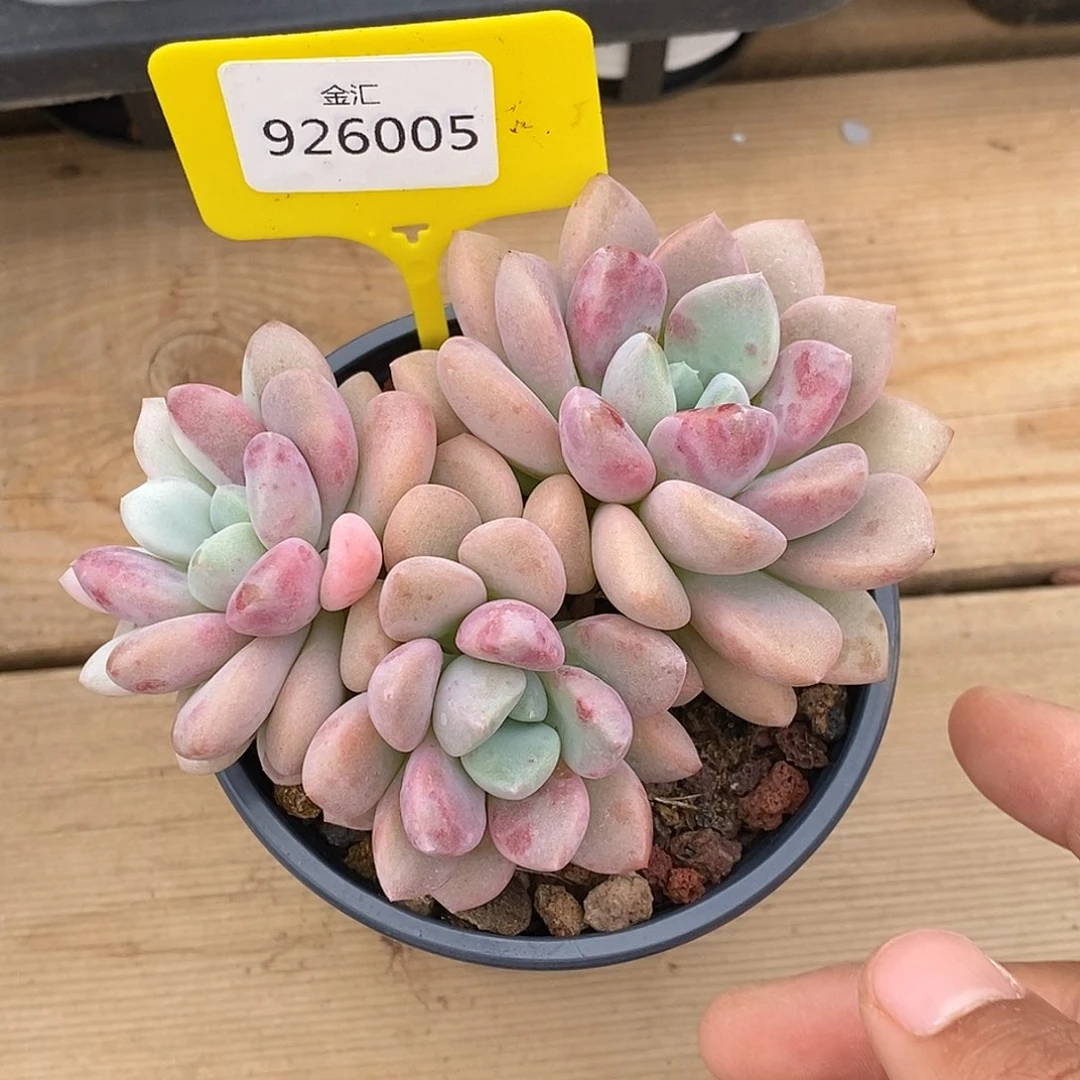 云***舒金汇园艺，926005花瓣露锦