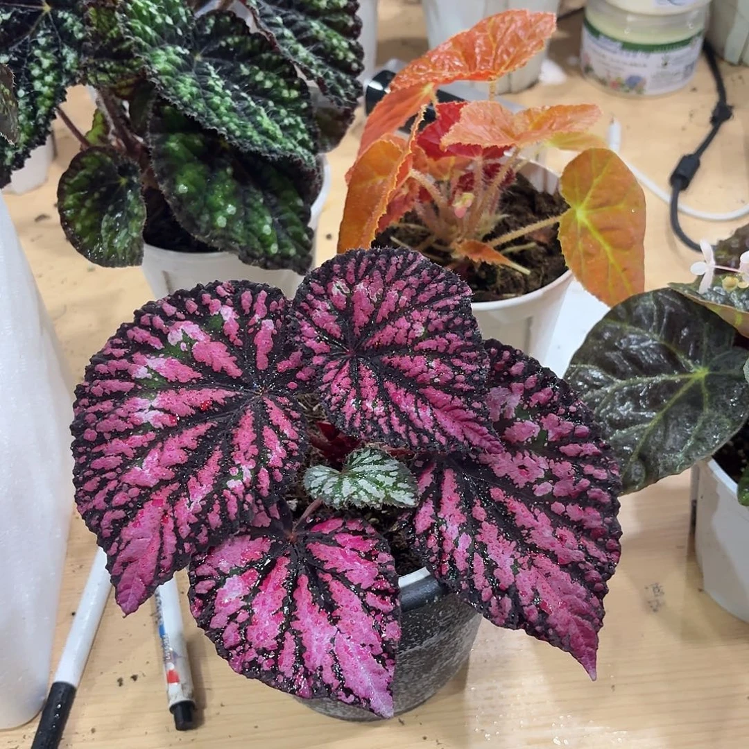 完全开放魔女秋海棠