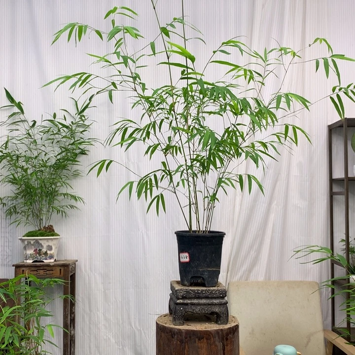 无花朵竹子内门竹素材盆内门竹