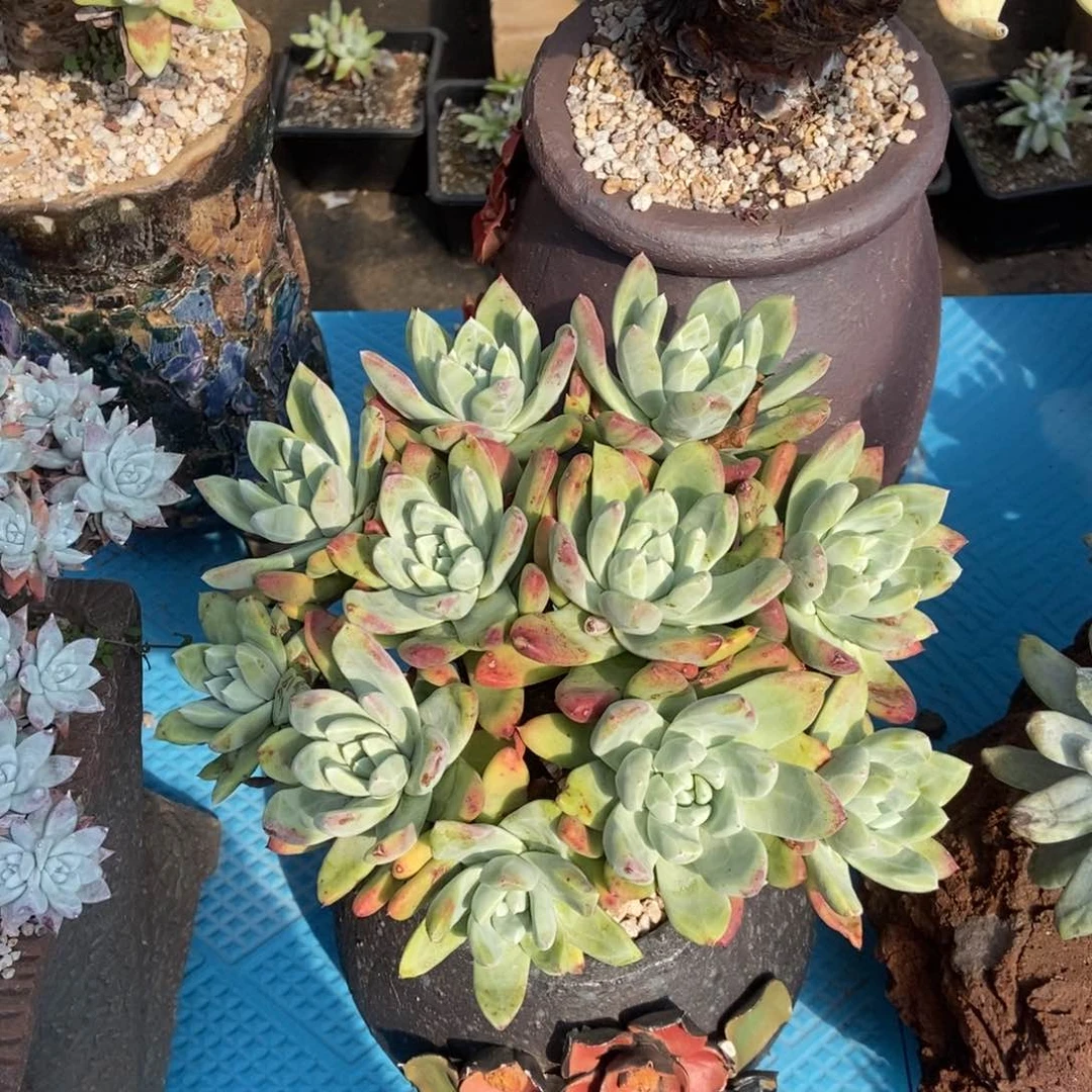 帕翠莎朵朵多肉植物