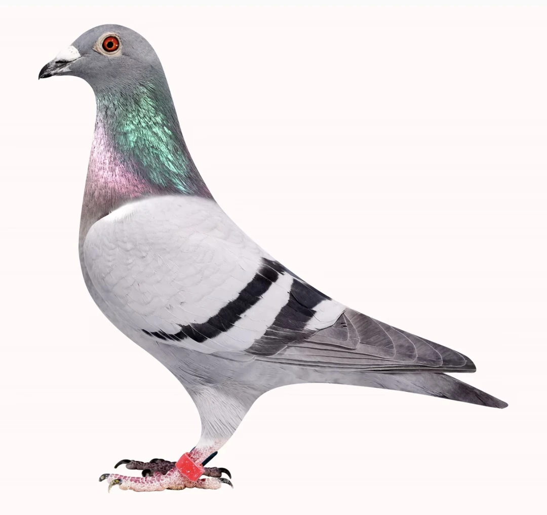 信鸽 直播间信鸽足环号下单