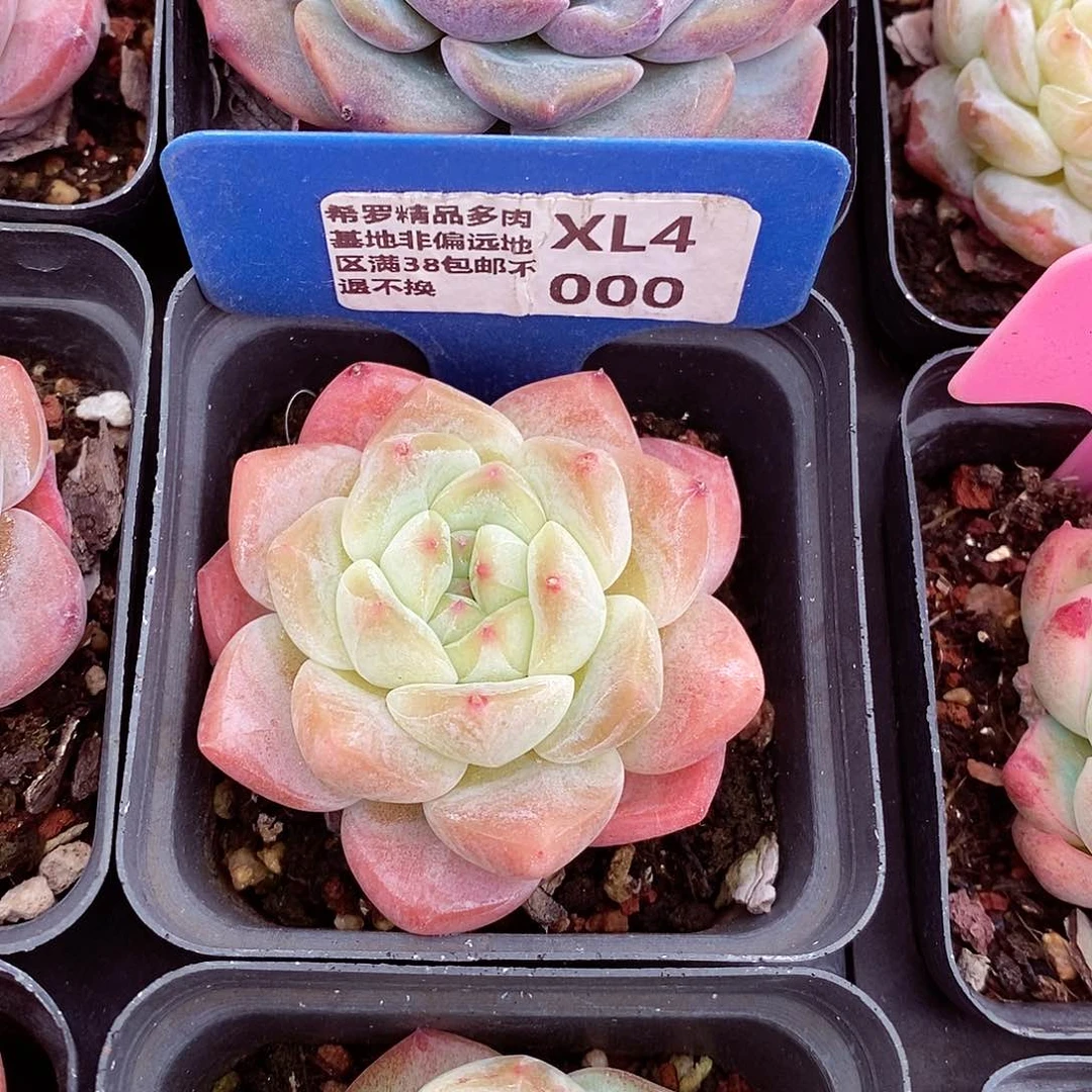 福利5-6cm多肉植物