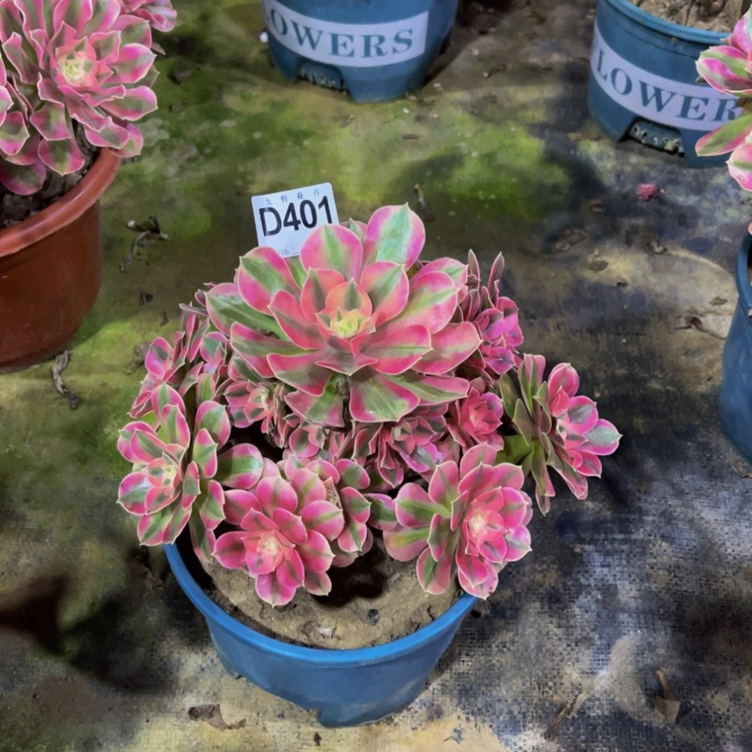 40100粉女巫福利可以拍