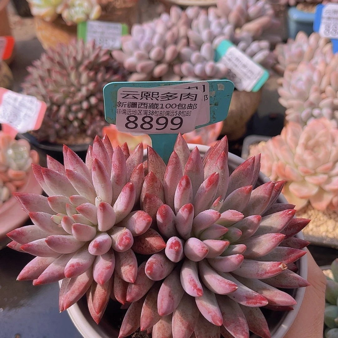 8899虞美人多肉植物