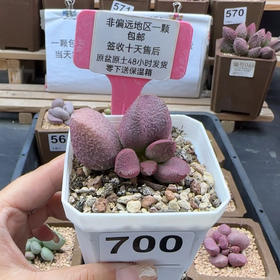 700赛猪肝多肉植物