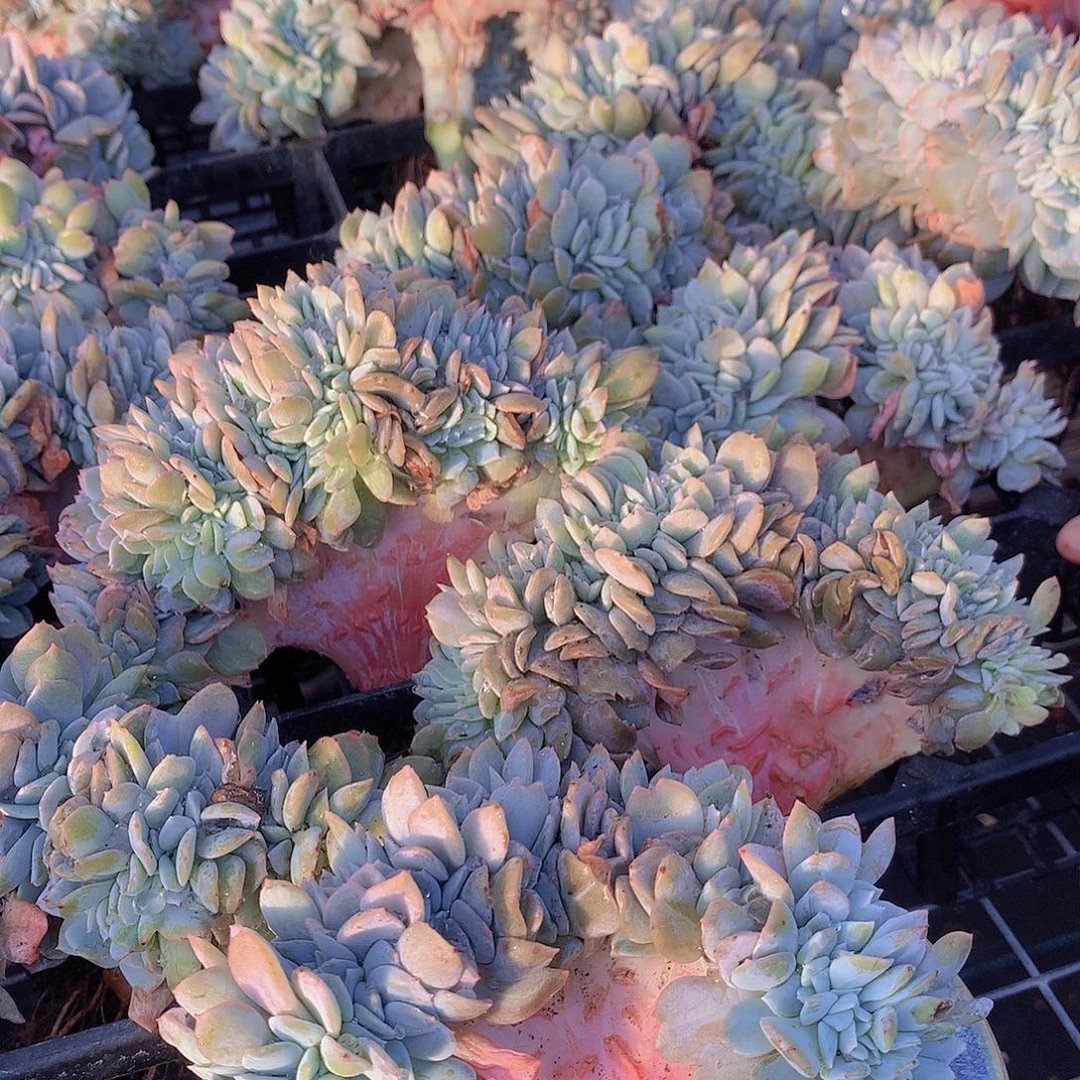 白茶缀化456778899999