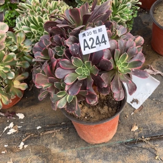 244金丝雀包庇渎职