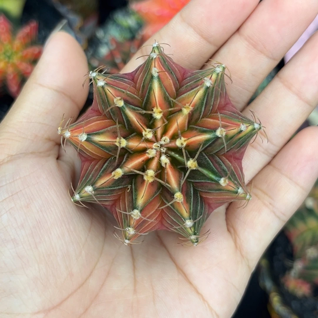 泰系肋骨锦，金属色