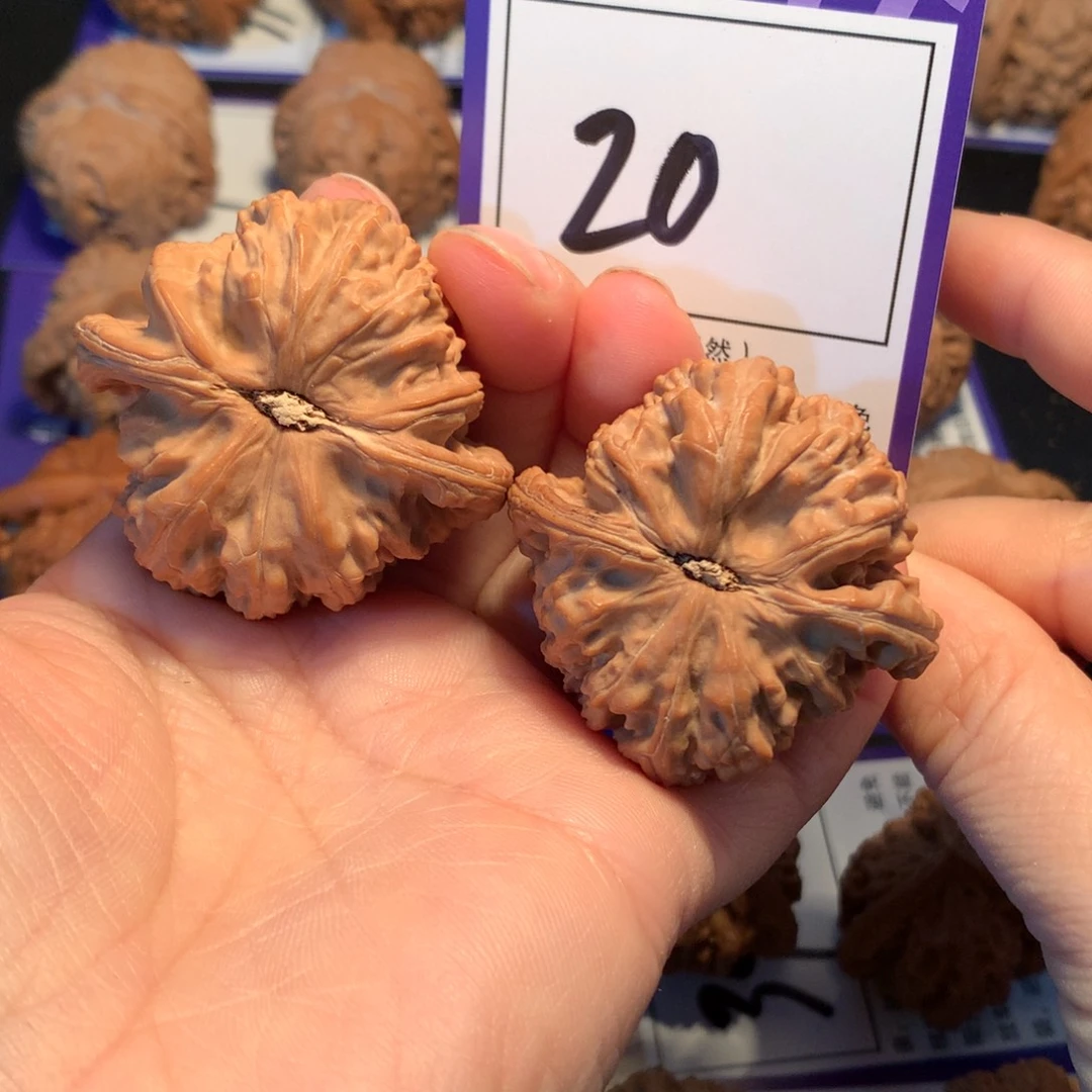 核桃20白狮子4.4全品