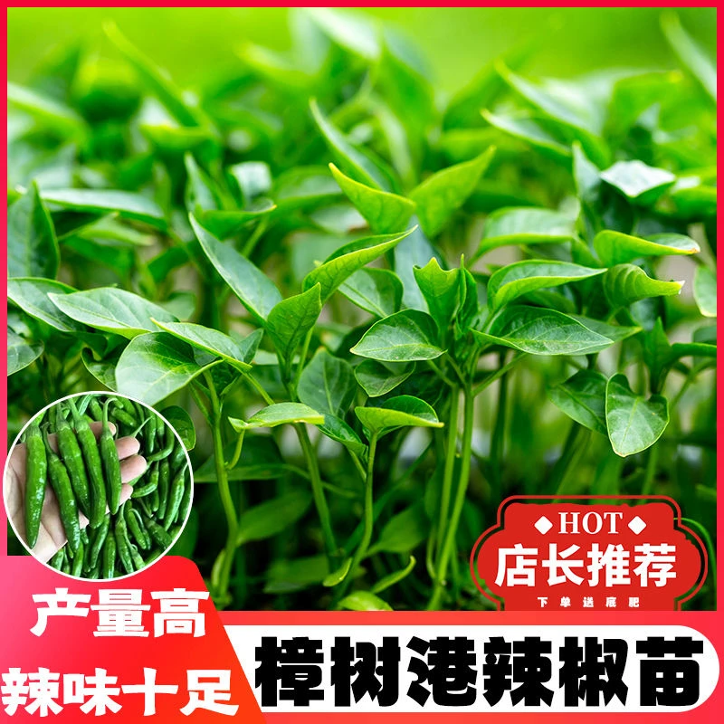 樟树港辣椒苗秧苗正宗特辣带土球发货四季种植春秋阳台花盆小院栽