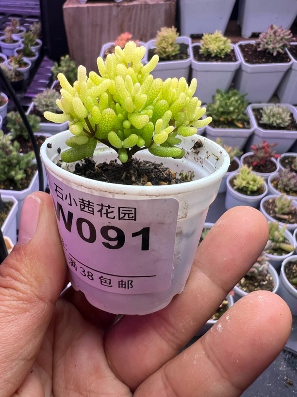 飘飘专拍多肉植物枝干番杏