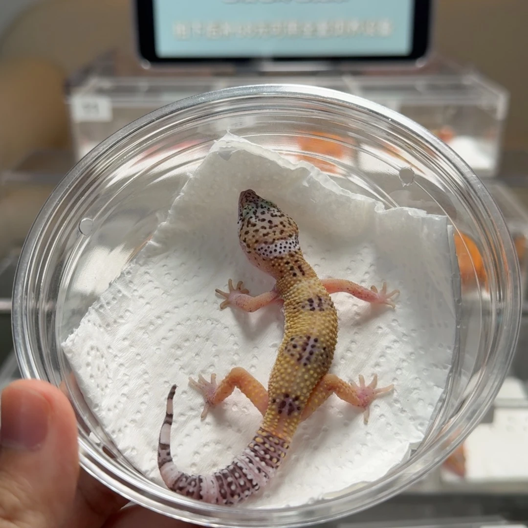 豹纹守宫豹纹守宫橘子缺眼帘