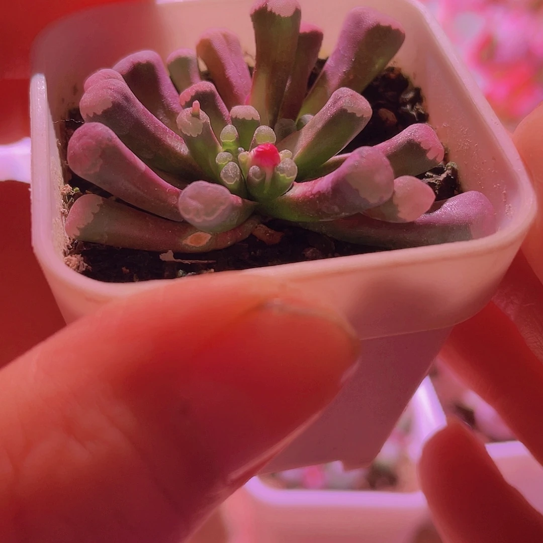 菊晃玉带花苞实生母本