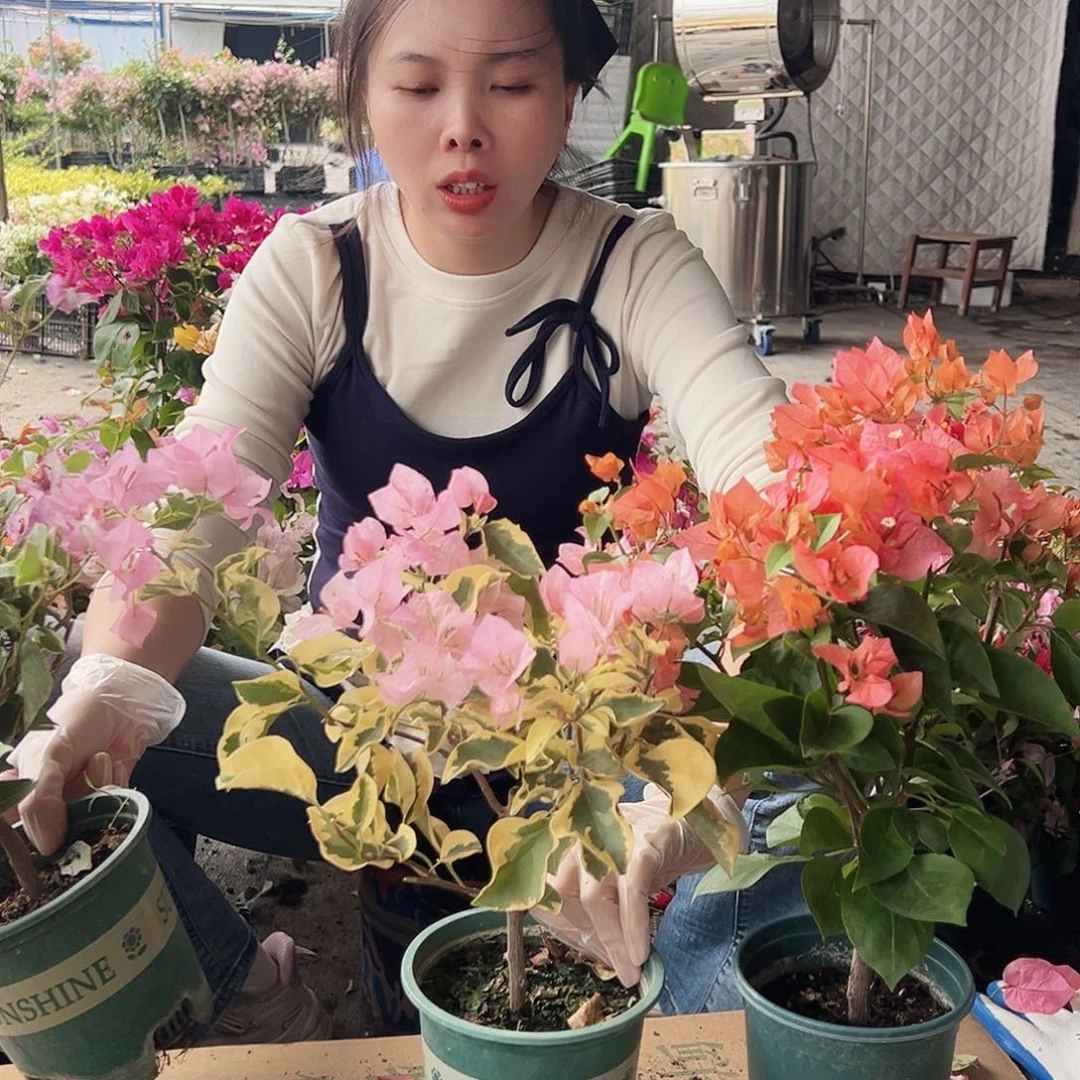 大部分花苞少量开放花叶雪紫，中国丽人，波妹组合