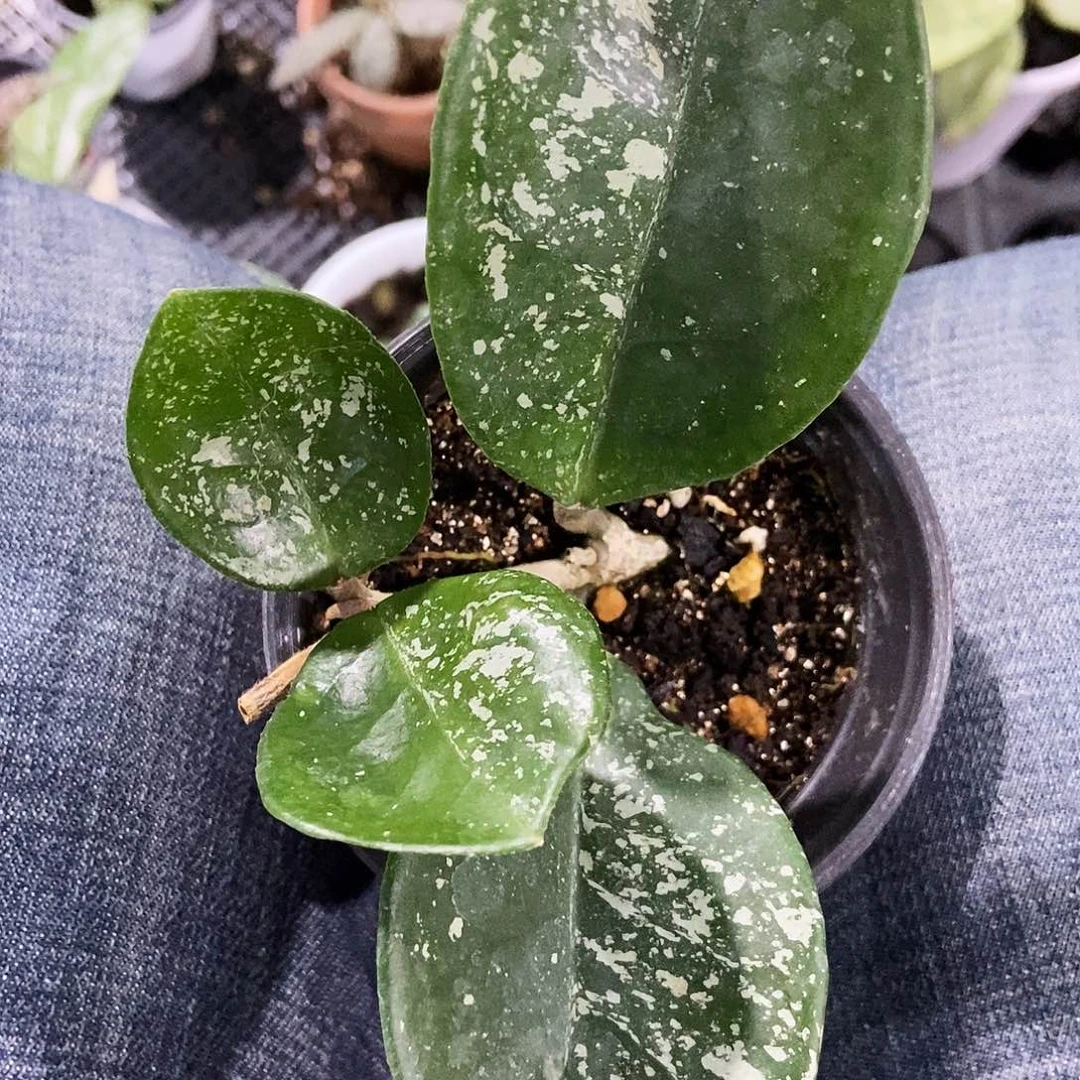 完全开放高斑雪球29