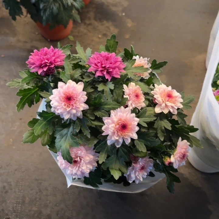 双色南农丹心盆栽