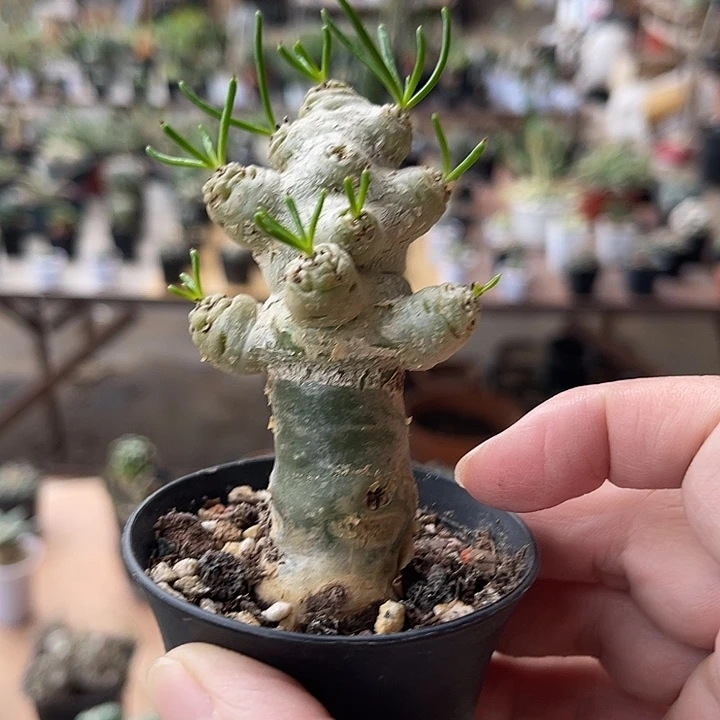 无花朵万物象块根一物一拍