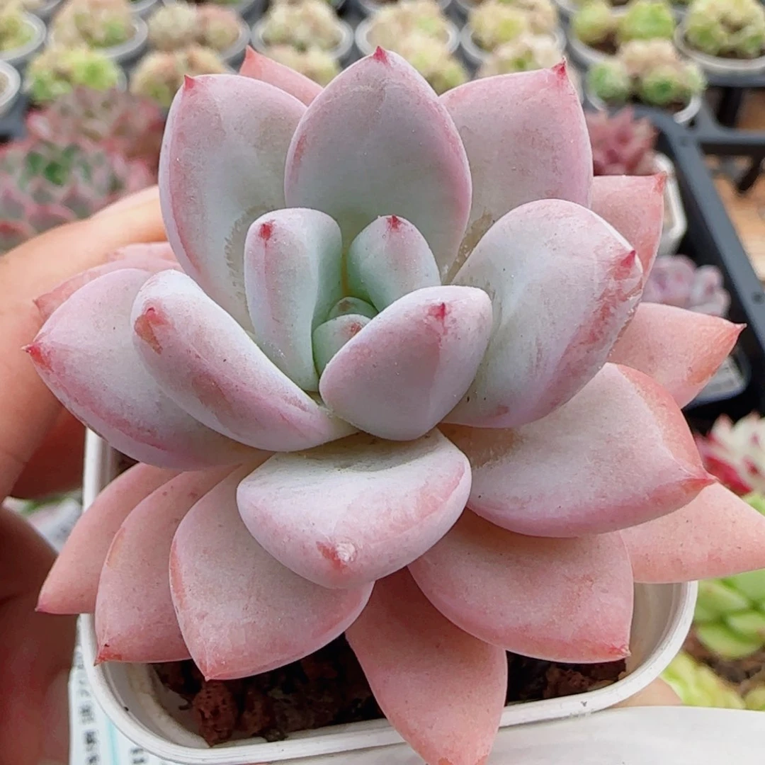 花语逸镜0510-161