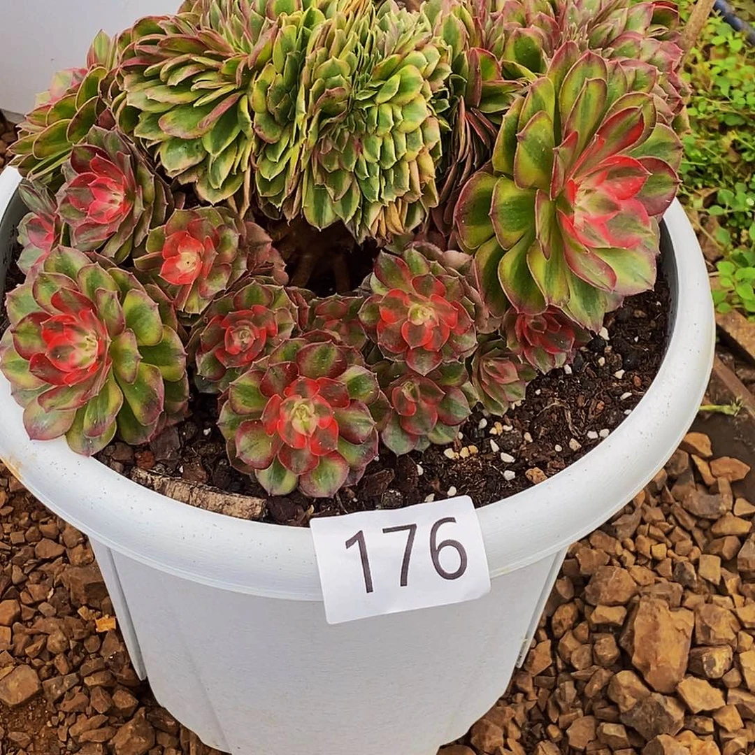 上古园艺多肉植物176