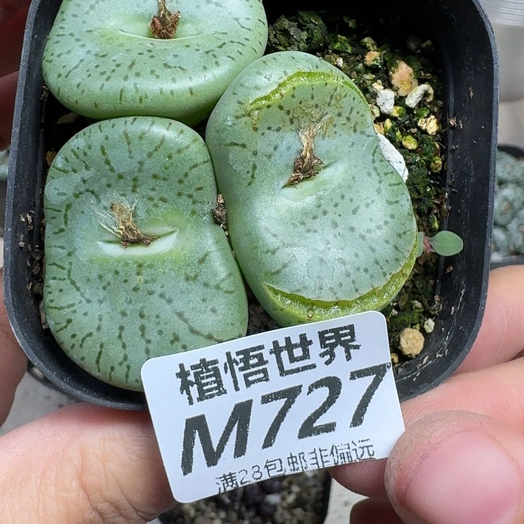 多肉植物的动作fhnn