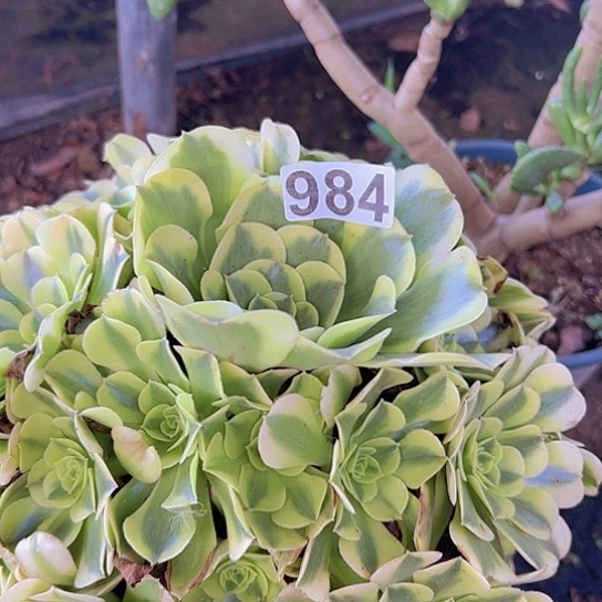不***续多肉植物一个绿豆沙