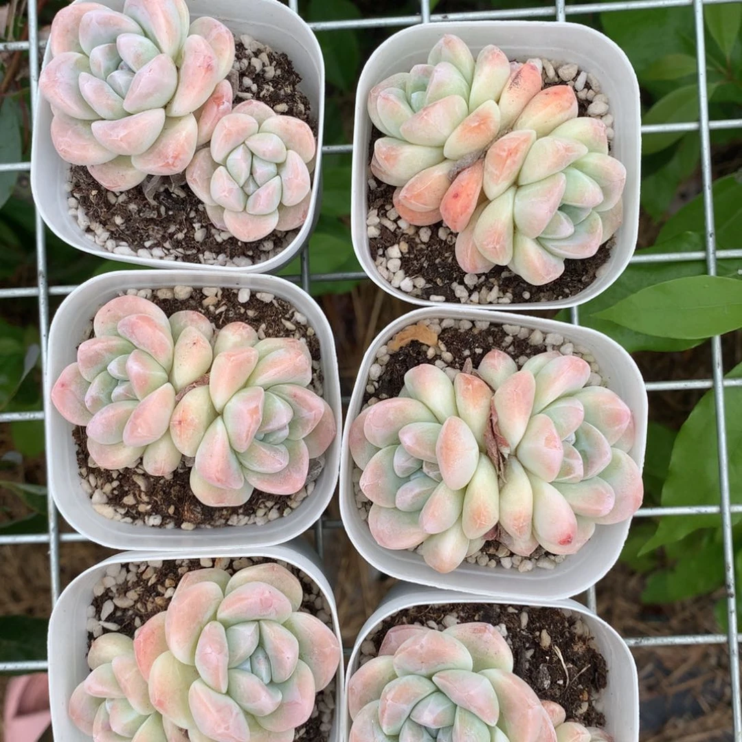 1006六颗双头带盆